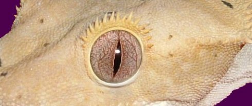 crested gecko eye